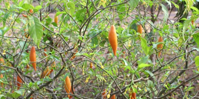 RIVM advierte sobre suplementos dietéticos con hierbas potencialmente mortales