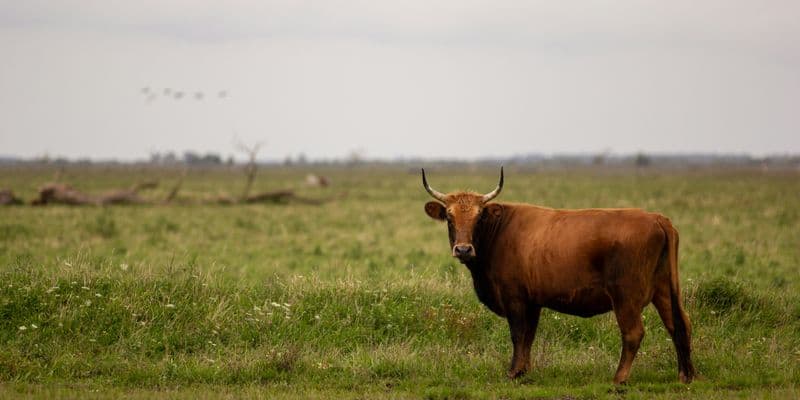Un hombre muere tras el ataque de un toro en una granja de Noord-Holland