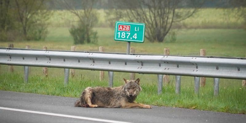 Lobo es sacrificado tras ser atropellado en la A28 en Drenthe