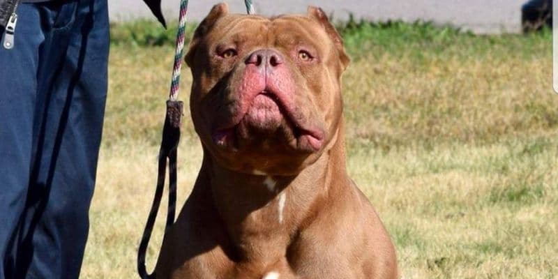Perro American Bully XL