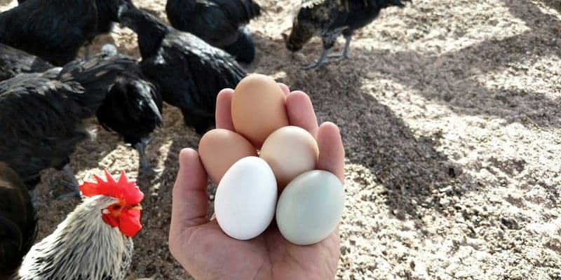 Persona con huevos en la mano en un corral de gallinas